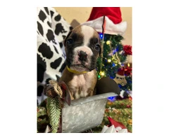AKC Full-blooded Boxer puppies for sale - 4