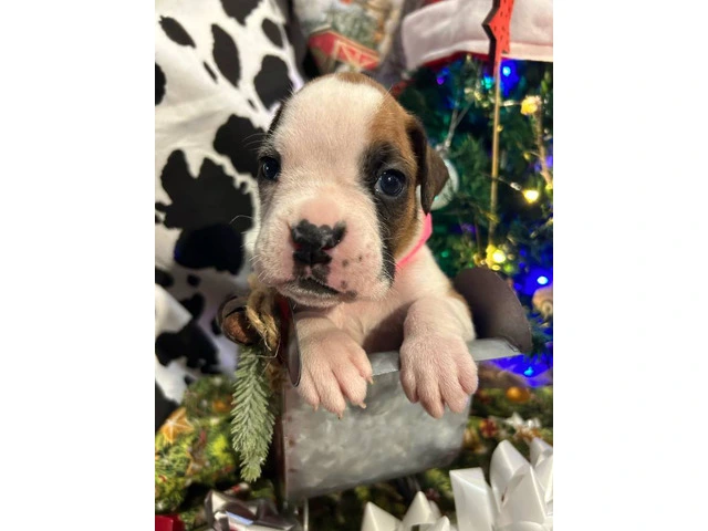 AKC Full-blooded Boxer puppies for sale - 5/9