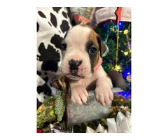 AKC Full-blooded Boxer puppies for sale - 5
