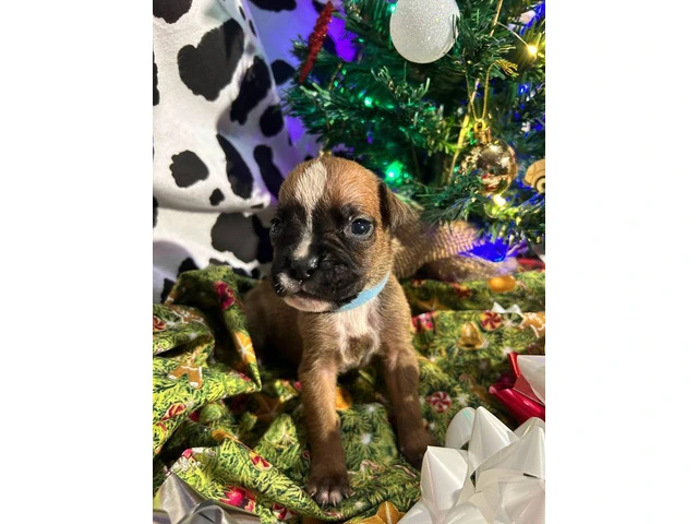 AKC Full-blooded Boxer puppies for sale - 6/9