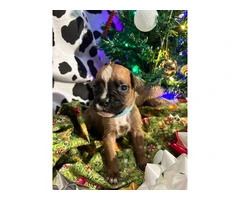 AKC Full-blooded Boxer puppies for sale - 6