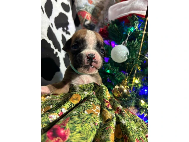 AKC Full-blooded Boxer puppies for sale - 7/9