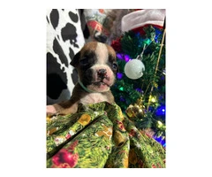AKC Full-blooded Boxer puppies for sale - 7