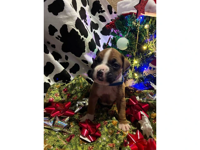 AKC Full-blooded Boxer puppies for sale - 8/9