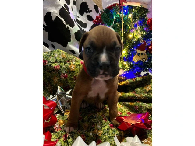 AKC Full-blooded Boxer puppies for sale - 9/9