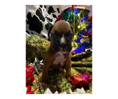 AKC Full-blooded Boxer puppies for sale - 9