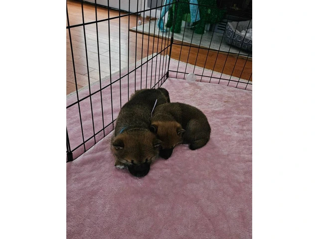 AKC registered Shiba Inu puppies - 2/2