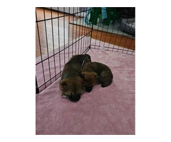AKC registered Shiba Inu puppies - 2