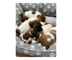 8 weeks old JRT puppies - 3