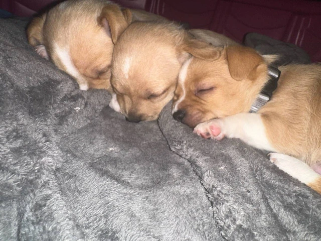 Male Chihuahua Jack puppies - 7/7
