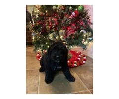 Bouvier Puppies: A Furry Christmas Ready for Your Home - 2