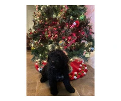 Bouvier Puppies: A Furry Christmas Ready for Your Home - 3