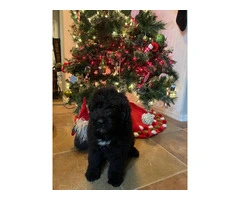 Bouvier Puppies: A Furry Christmas Ready for Your Home - 4