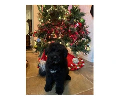 Bouvier Puppies: A Furry Christmas Ready for Your Home - 5