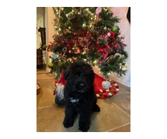 Bouvier Puppies: A Furry Christmas Ready for Your Home - 6
