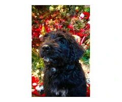 Bouvier Puppies: A Furry Christmas Ready for Your Home - 7