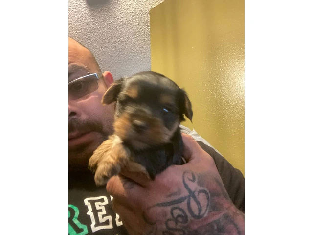 3 Yorkshire Terrier puppies for Sale - 1/7