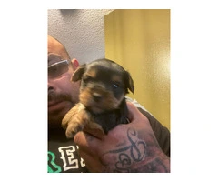 3 Yorkshire Terrier puppies for Sale