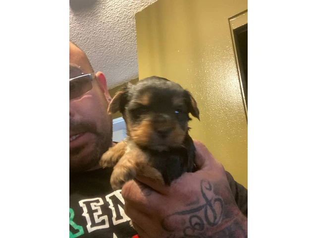 3 Yorkshire Terrier puppies for Sale - 3/7