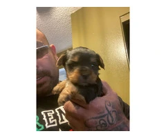 3 Yorkshire Terrier puppies for Sale - 3