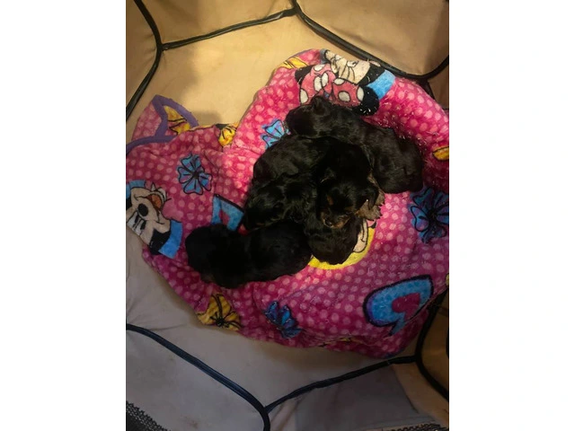 3 Yorkshire Terrier puppies for Sale - 4/7