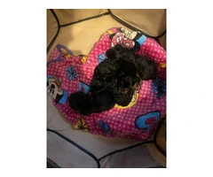 3 Yorkshire Terrier puppies for Sale - 4