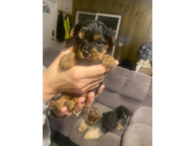 3 Yorkshire Terrier puppies for Sale - 5/7