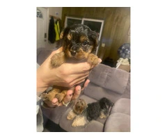 3 Yorkshire Terrier puppies for Sale - 5