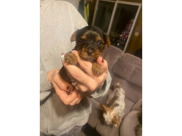 3 Yorkshire Terrier puppies for Sale - 6/7