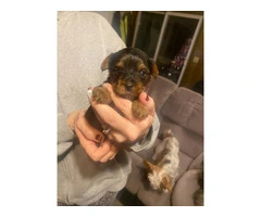 3 Yorkshire Terrier puppies for Sale - 6