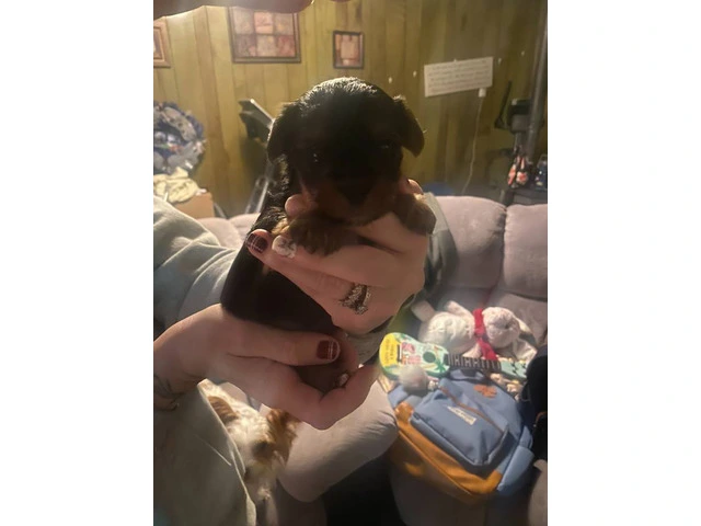 3 Yorkshire Terrier puppies for Sale - 7/7