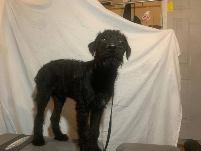 2 black male Airedale puppies - 1/8