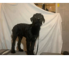 2 black male Airedale puppies