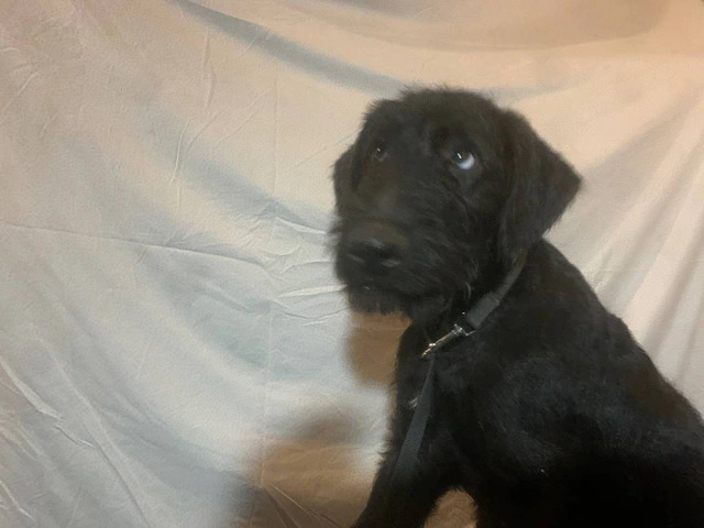 2 black male Airedale puppies - 2/8