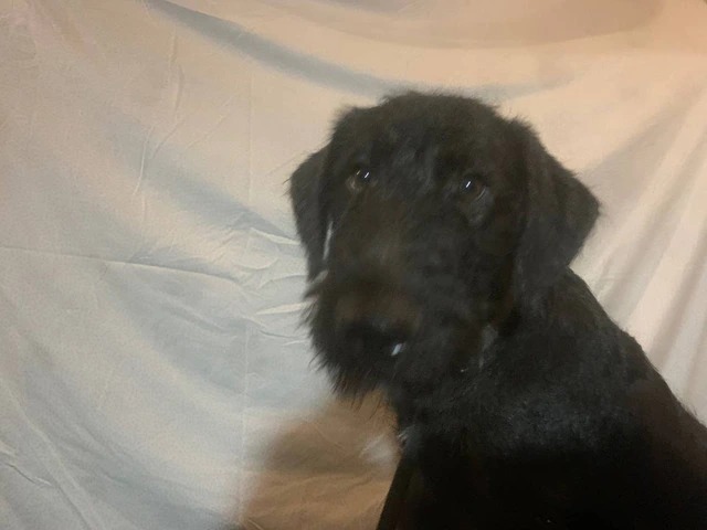 2 black male Airedale puppies - 3/8