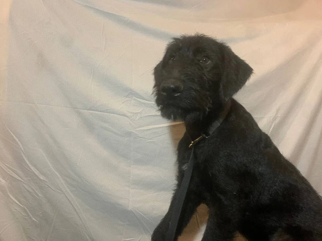 2 black male Airedale puppies - 5/8