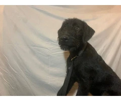 2 black male Airedale puppies - 5