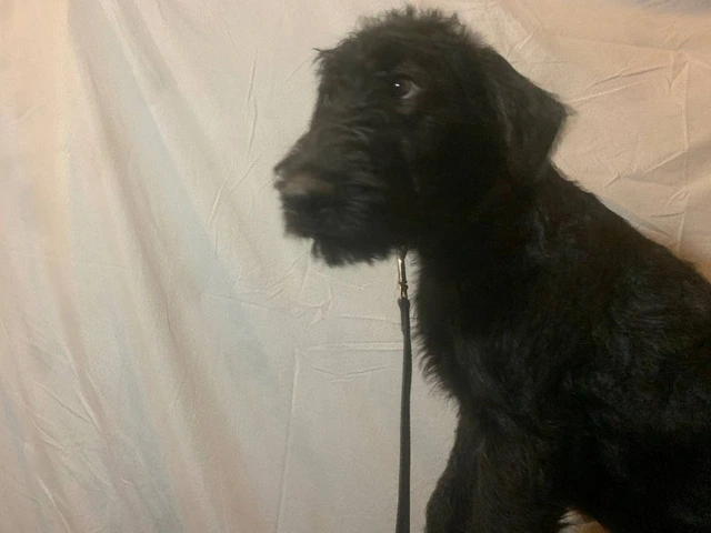 2 black male Airedale puppies - 6/8