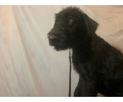 2 black male Airedale puppies - 6