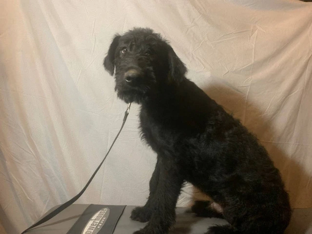 2 black male Airedale puppies - 8/8
