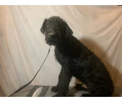2 black male Airedale puppies - 8