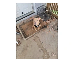 Pitbull puppy needs new home ASAP - 1