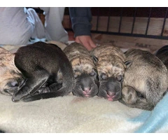 Brindle and black Presa Canario puppies for sale
