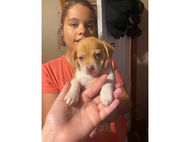 3 girl Jack Chi puppies for sale - 1/3