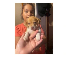 3 girl Jack Chi puppies for sale