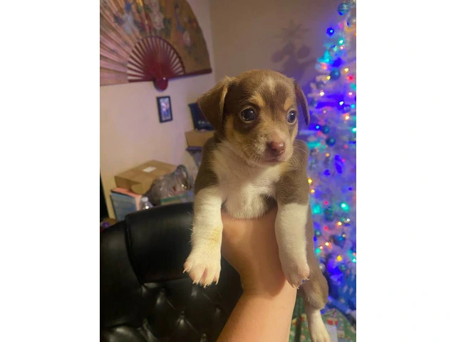 3 girl Jack Chi puppies for sale - 2/3