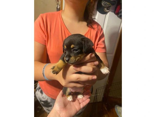 3 girl Jack Chi puppies for sale - 3/3