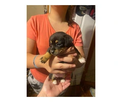 3 girl Jack Chi puppies for sale - 3