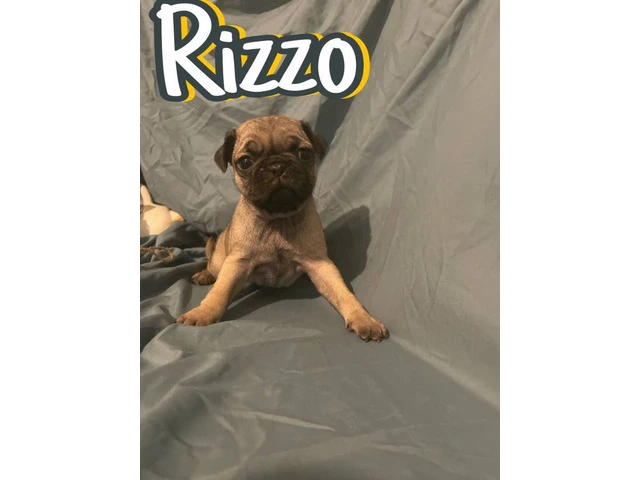 4 Pug puppies for sale with papers - 1/4