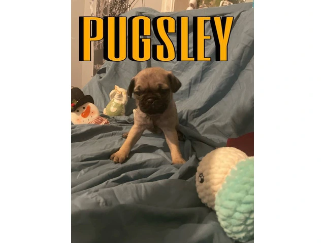 4 Pug puppies for sale with papers - 3/4